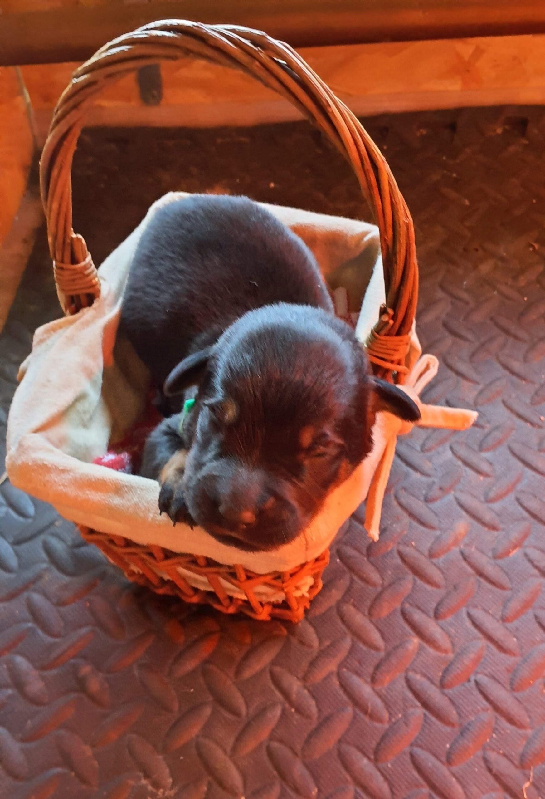 Un chiot dans son panier