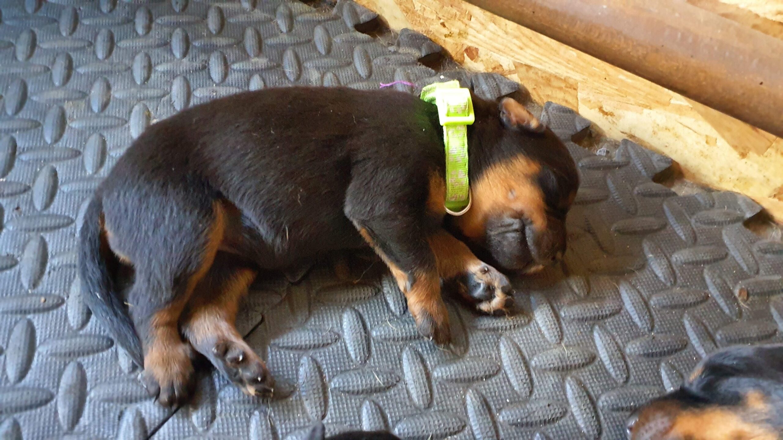 Un chiot endormi