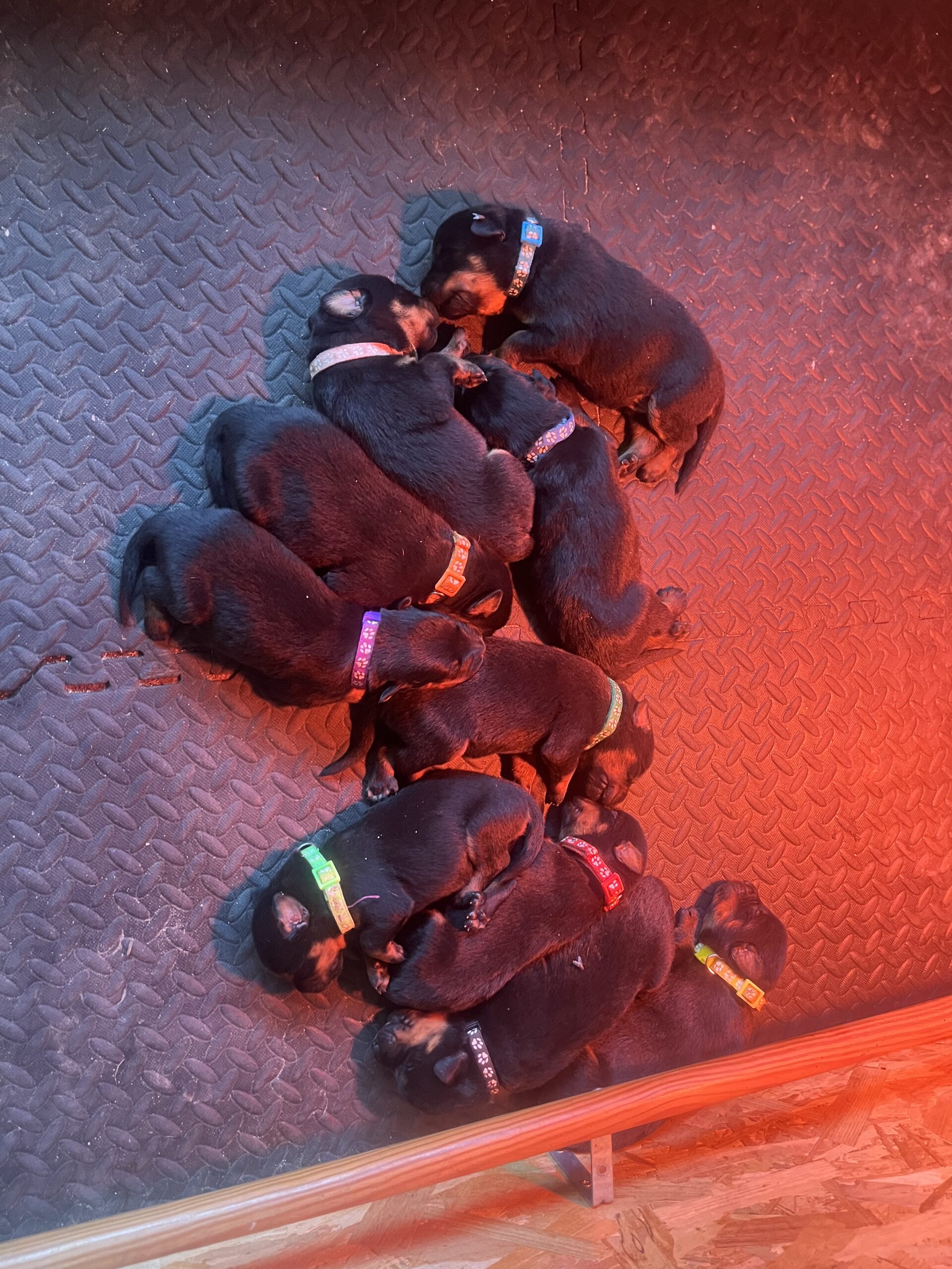 Les chiots Beauceron endormis en grappe sous la lampe chauffante, chacun avec son collier de couleur
