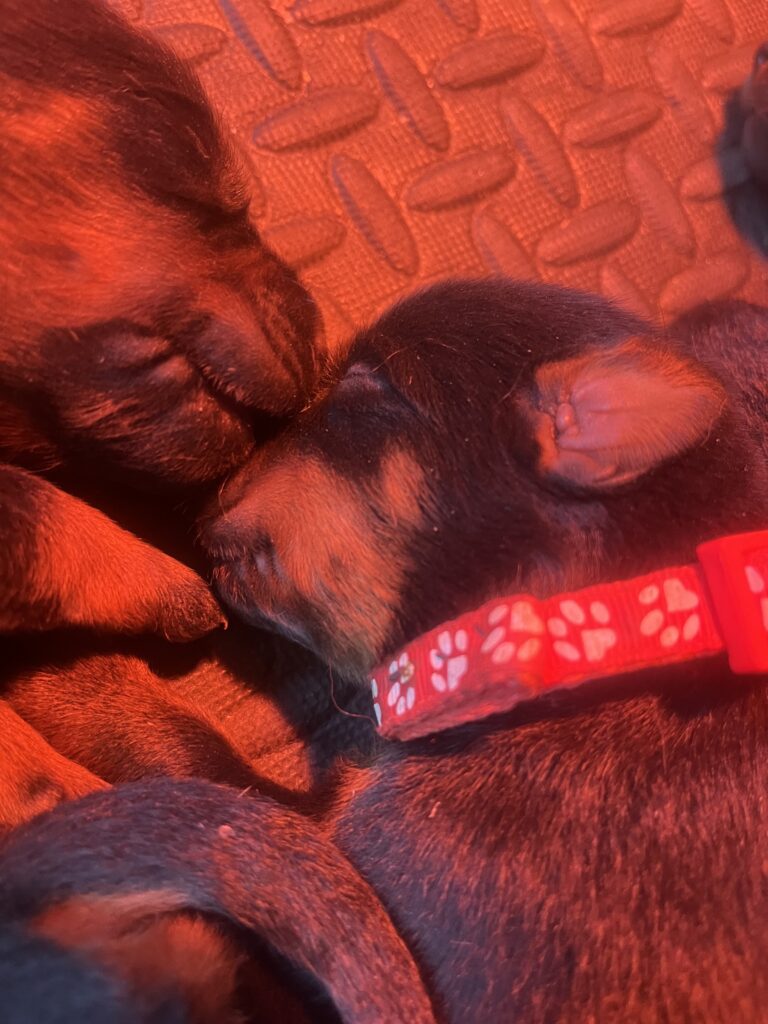 Deux chiots Beauceron museau contre museau