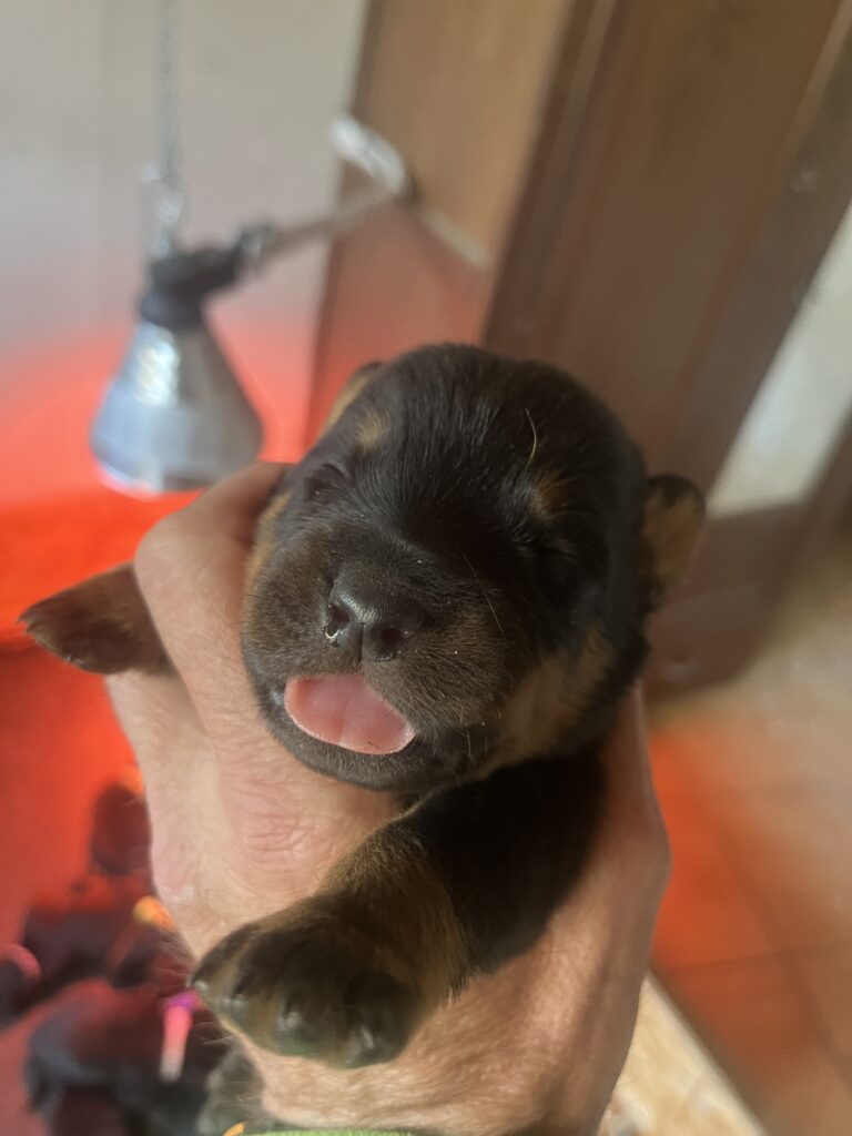 Portrait d'un chiot Beauceron de 9 jours