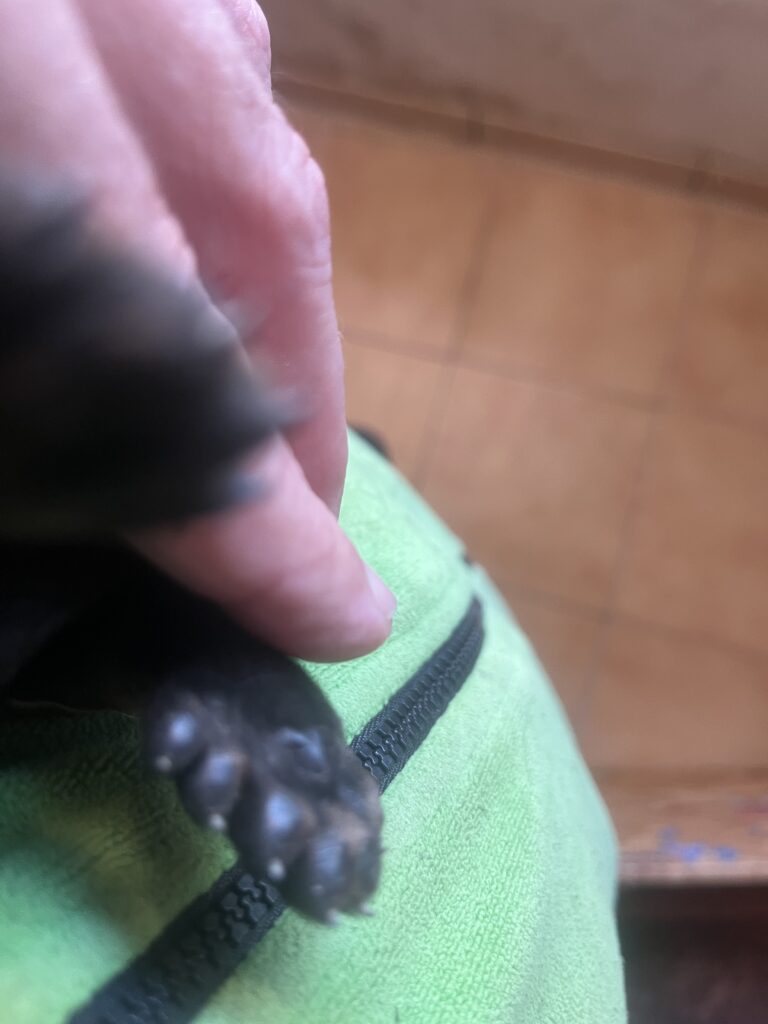 Patte d'un chiot Beauceron avec son double ergot