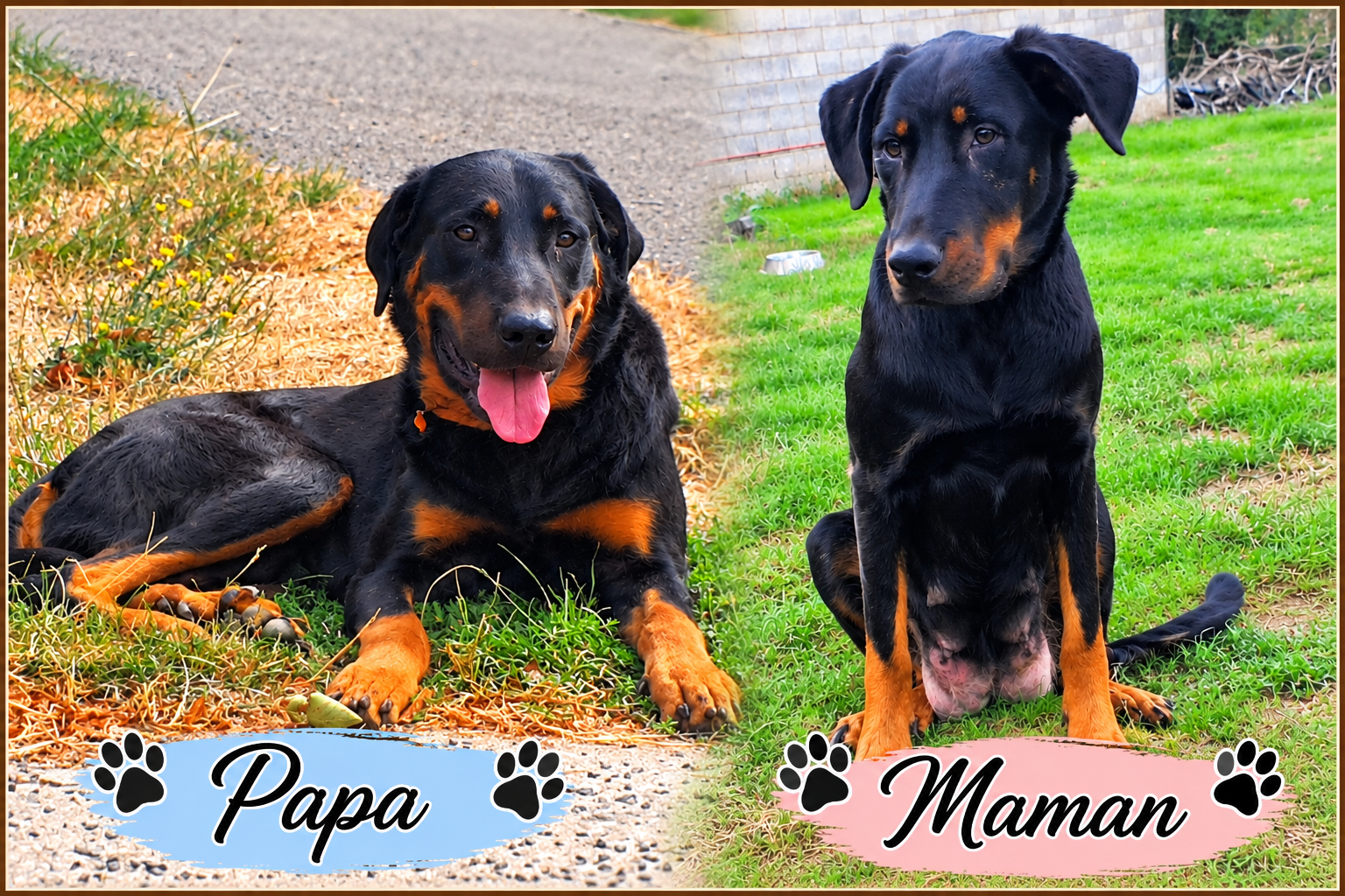 Papa et Maman, les parents de la portée