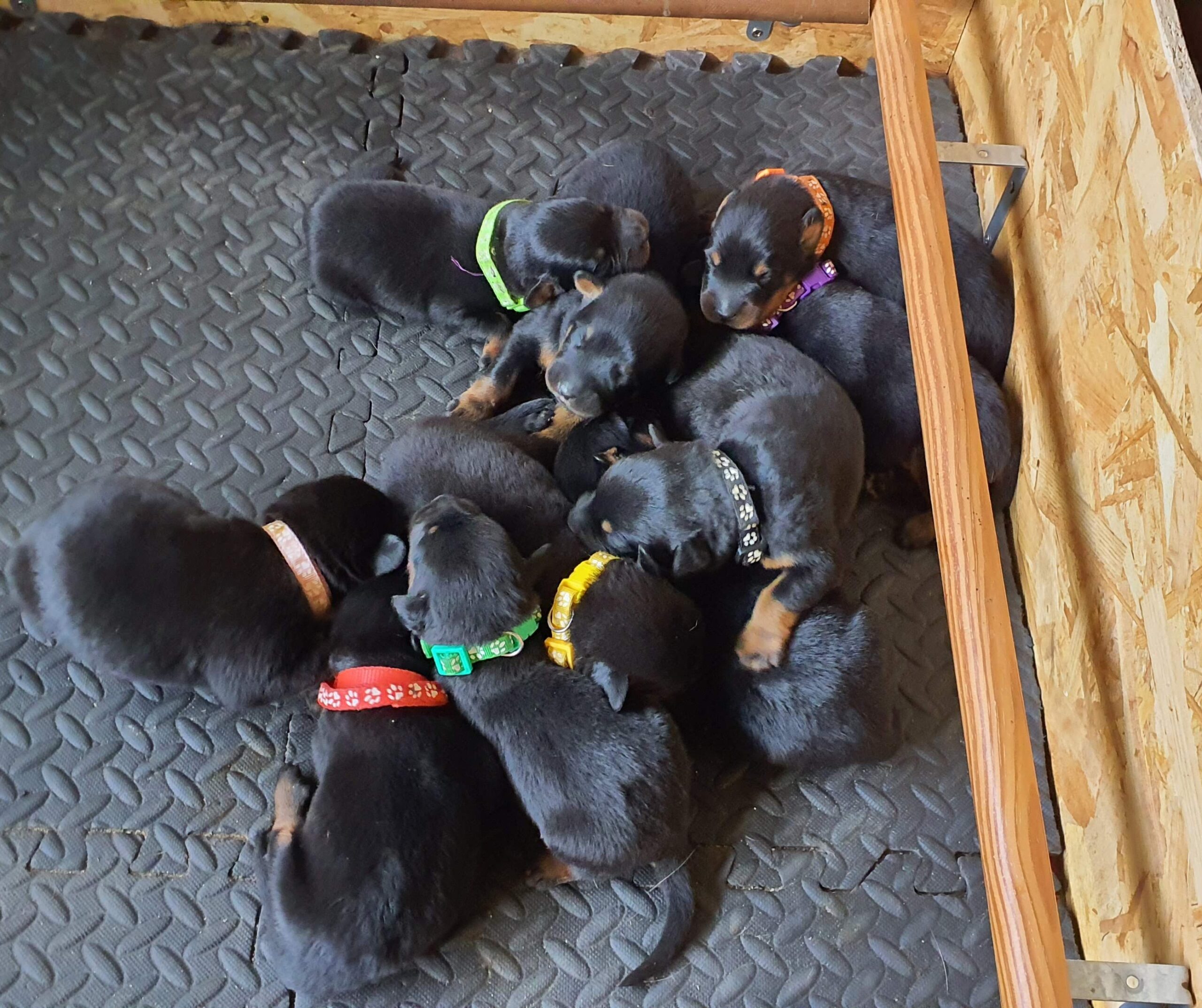 Tous les chiots au repos